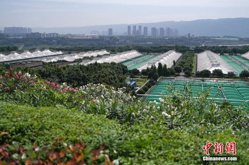 世界環境日 探訪重慶雞冠石污水處理廠